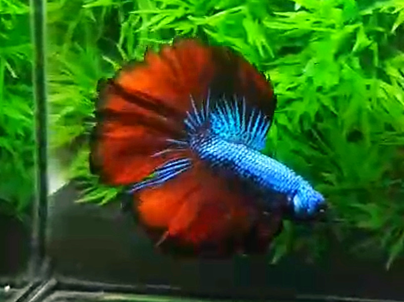 ปลากัดคัดเกรดครีบยาว - Halfmoon Fancy Red Blue Dragon Premium Quality Grade