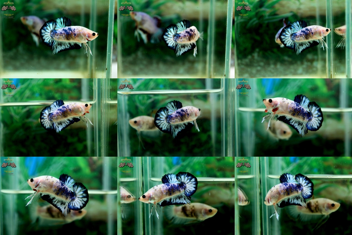 (ขายแล้วครับ)"คัดเกรด"ปลากัดครีบสั้น-Halfmoon Plakats Fancy Cool Cool
