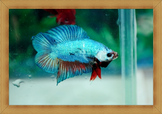 (ขายแล้วครับ)ปลากัดครีบสั้นหางคู่ - Fancy Halfmoon Plakats Double Tails