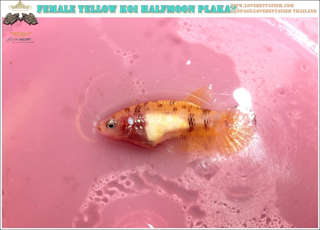 (ขายแล้วครับ)ปล่อยแม่พันธุ์"คัดเกรด"ปลากัดครีบสั้นเพศเมีย-Female Halfmoon Plakats Yellow Koi