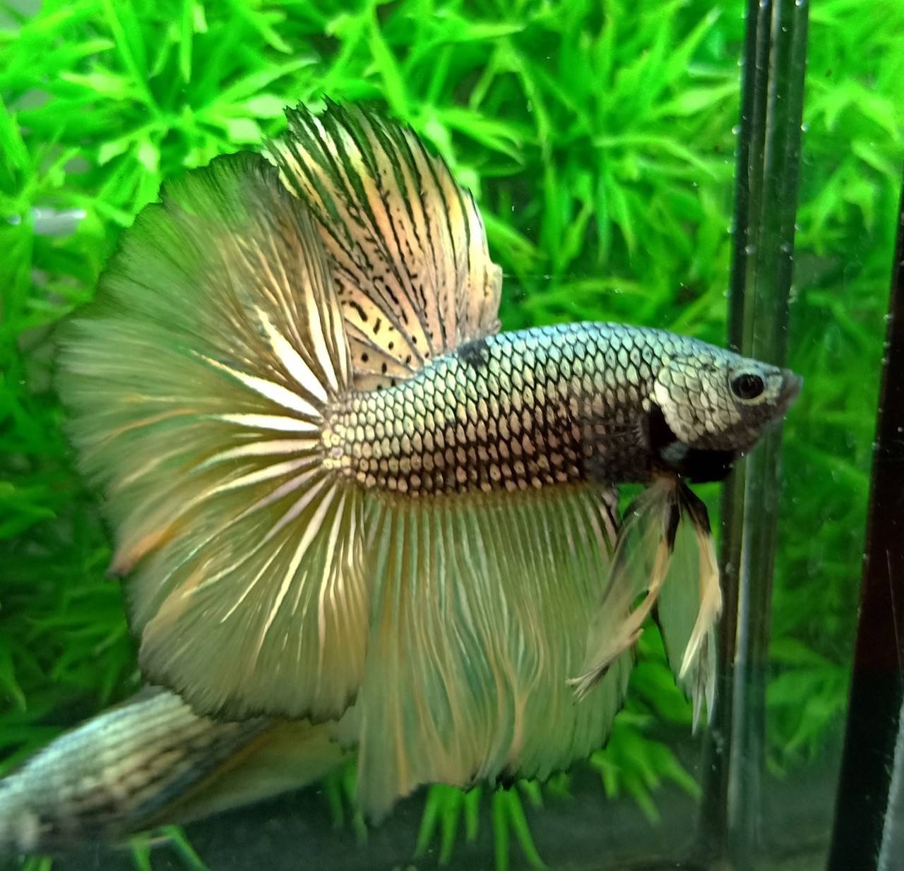 ปลากัดคัดเกรดครีบยาวตัวผู้ตัวเมียพร้อมผสม - Male+Female Halfmoon Fancy Yellow Copper Colors Premium Quality Grade