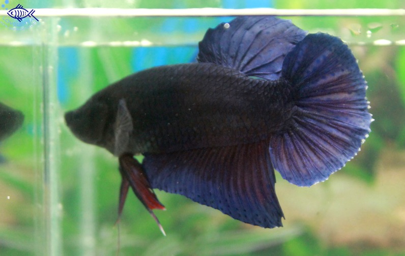 (ขายแล้วครับ)"คัดเกรด"ปลากัดยักษ์ครีบสั้น-Giant Fancy Lavender