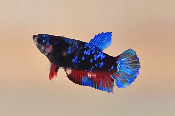 "Black Light ปลาวัยรุ่นฟอร์มดีอนาคตไกล แม่พันธุ์"ปลากัดคัดเกรดครีบสั้น - Female Halfmoon Plakad Black Light Premium Quality Grade