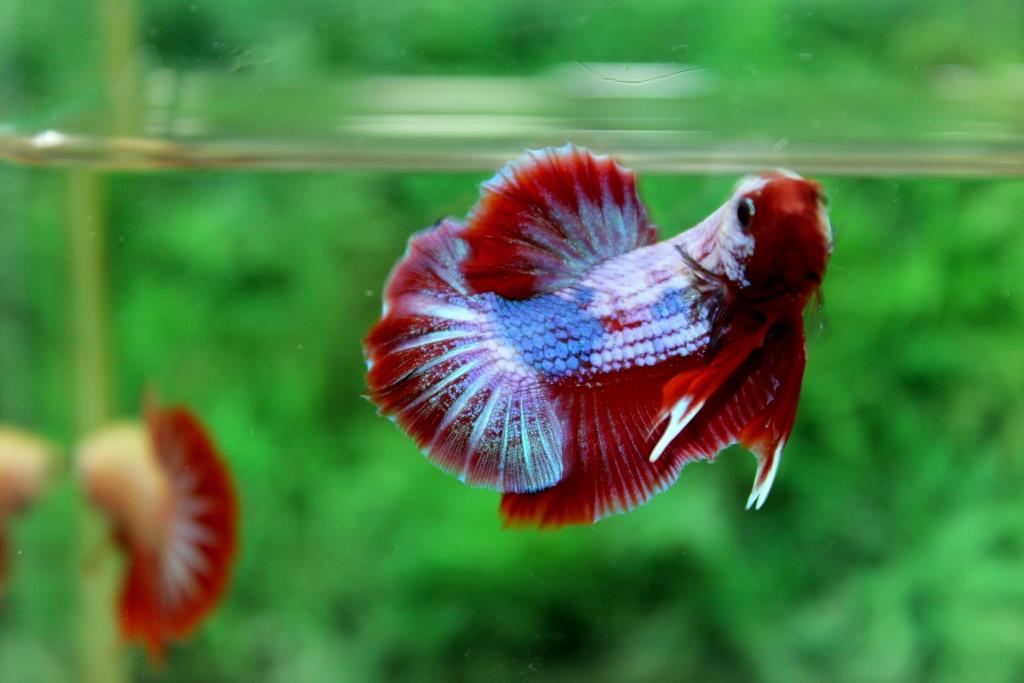 คัดเกรดปลากัดครีบสั้น-Halfmoon Plakad Premium Quality Grade Fancy Dragon AAA+ Over Tails (เนื้อแดง)