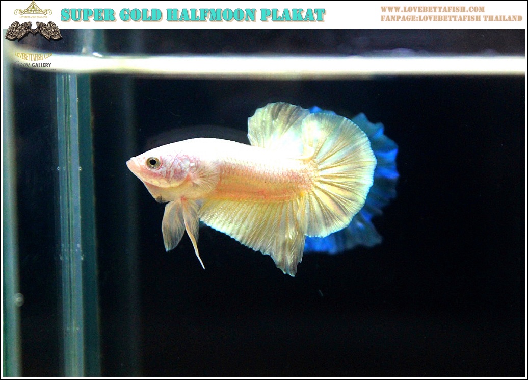 (ขายแล้วครับ)"คัดเกรด"ปลากัดครีบสั้น-Halfmoon Plakats Super Gold