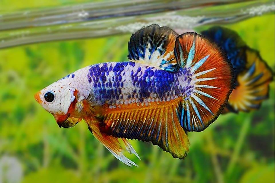 คัดเกรดปลากัดครีบสั้น-Halfmoon Plakat Fancy Dragon Quality Grade