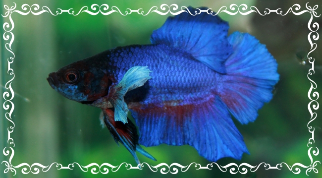 (ขายแล้วครับ)"คัดเกรด"ปลากัดครีบสั้น-Halfmoon Plakats16