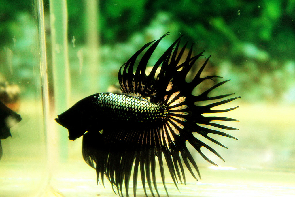 (ขายแล้วครับ)ปลากัดครีบยาวหางมงกุฎ-Crowntails Black Copper Quality Grade