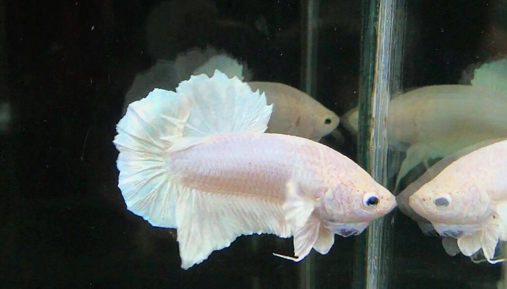 ปลากัดคัดเกรดครีบสั้น - Halfmoon Plakad White Platinum Premium Quality Grade