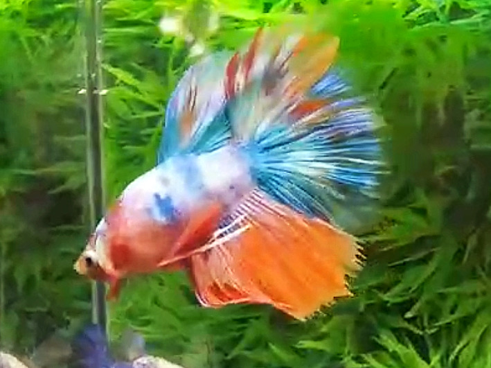ปลากัดคัดเกรดครีบยาว - Halfmoon Fancy Koi Colors Full Premium Quality Grade