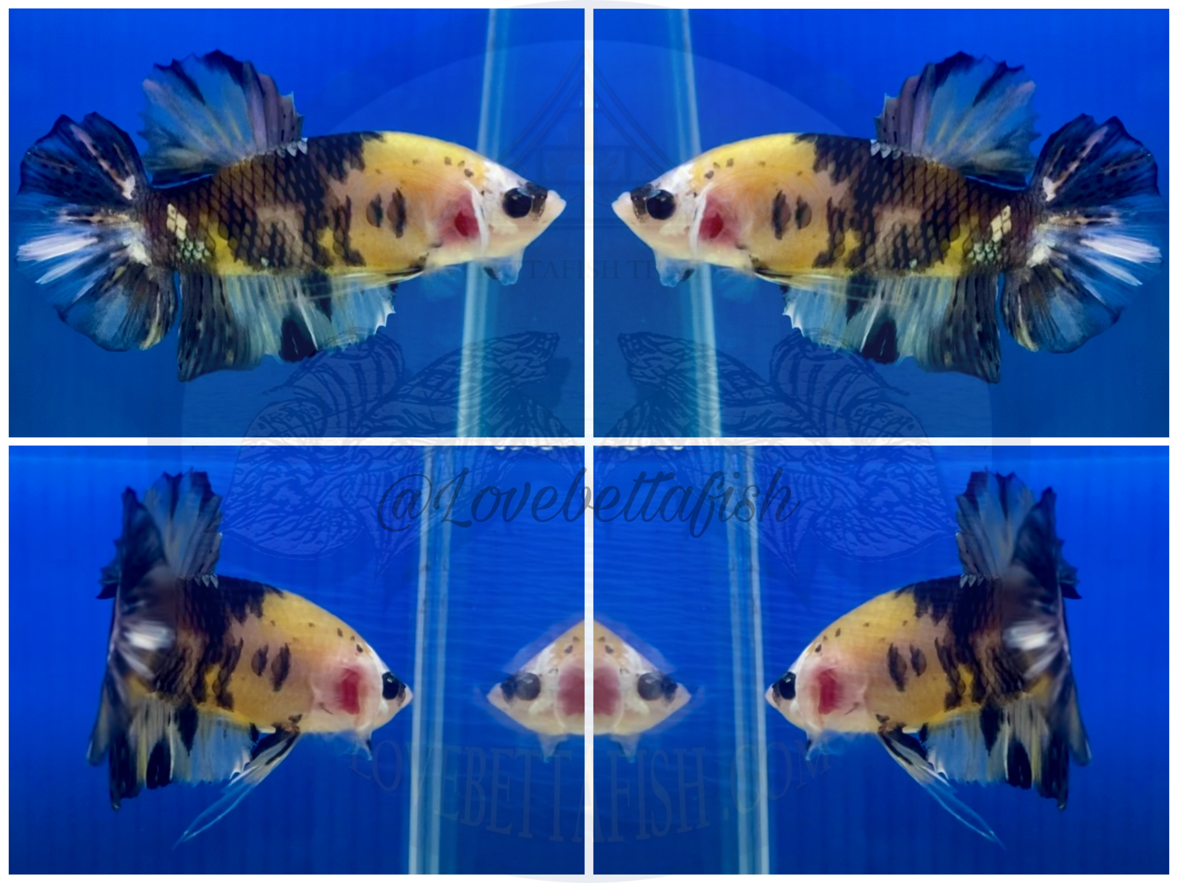 ปลากัดคัดเกรดครีบสั้น - Halfmoon Plakad Fancy Koi Premium Quality Grade