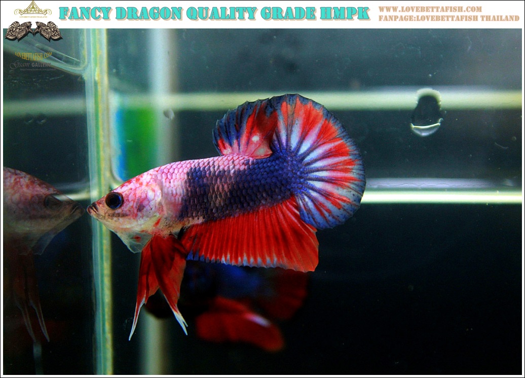 (ขายแล้วครับ)"คัดเกรด"ปลากัดครีบสั้น-Halfmoon Plakats Fancy Dragon Nice colors Nice Form