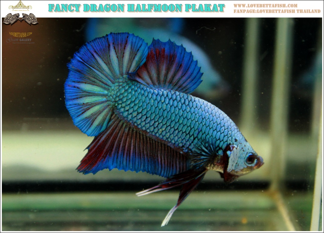 (ขายแล้วครับ)"คัดเกรด"ปลากัดครีบสั้น-Halfmoon Plakats Fancy Dragon