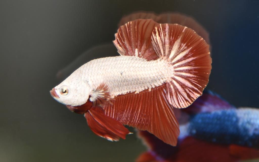 มังกรแดง ปลากัดคัดเกรดครีบสั้น - Halfmoon Plakad Red Dragon Premium Quality Grade