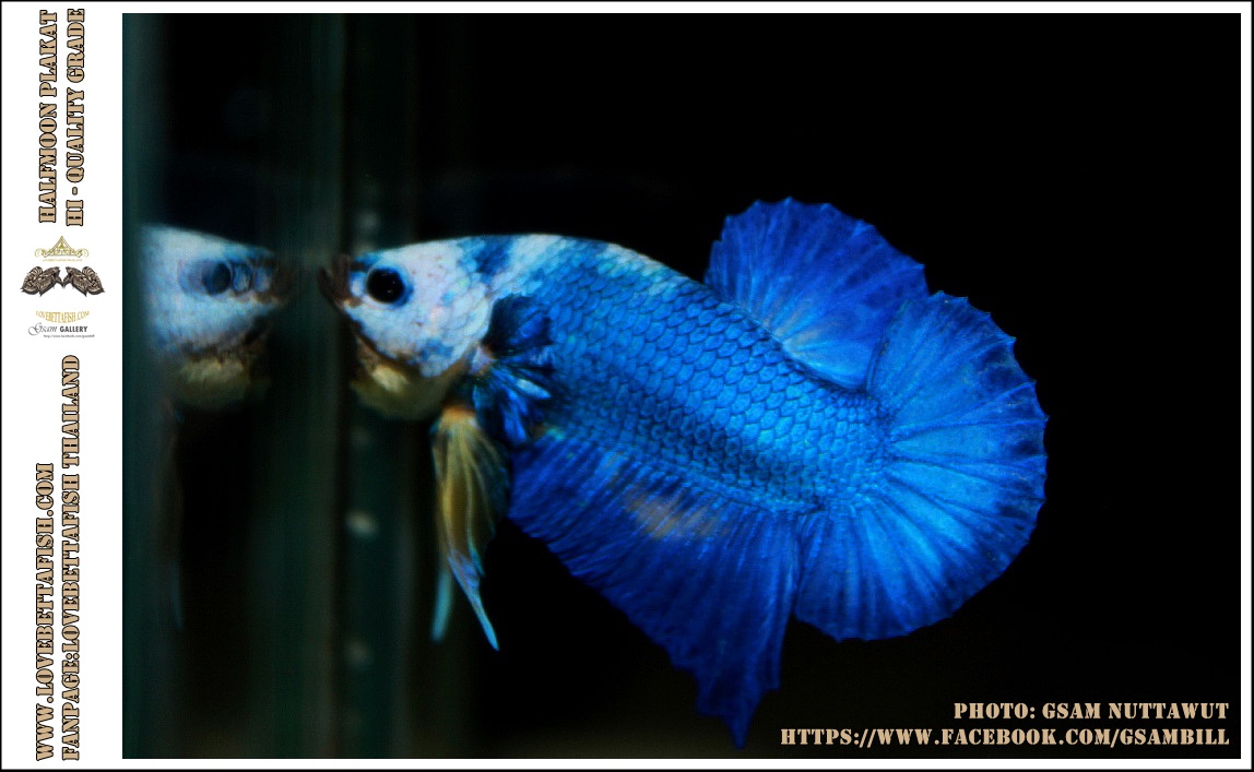 คัดเกรดปลากัดครีบสั้น-Halfmoon Plakat Fancy Blue Dragon
