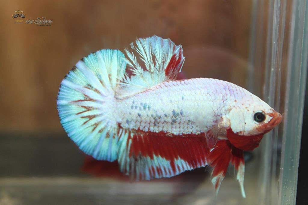 ปลากัดคัดเกรดครีบสั้น - Halfmoon Plakad Fancy Dragon Premium Quality Grade