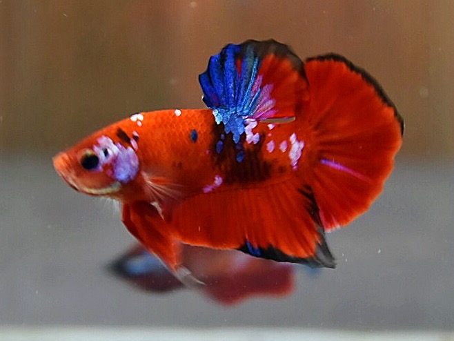'เรด เฮลบอยย์'ปลากัดคัดเกรดครีบสั้น - Halfmoon Plakad Fancy Red Hellboy Premium Quality Grade