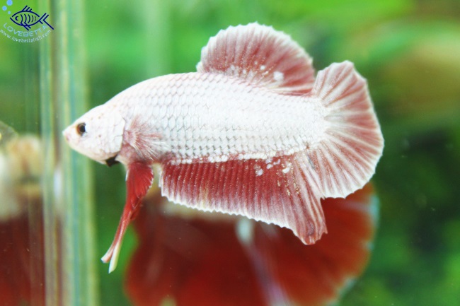 "คัดเกรด"ปลากัดครีบสั้น-Halfmoon Plakats PinkDragon