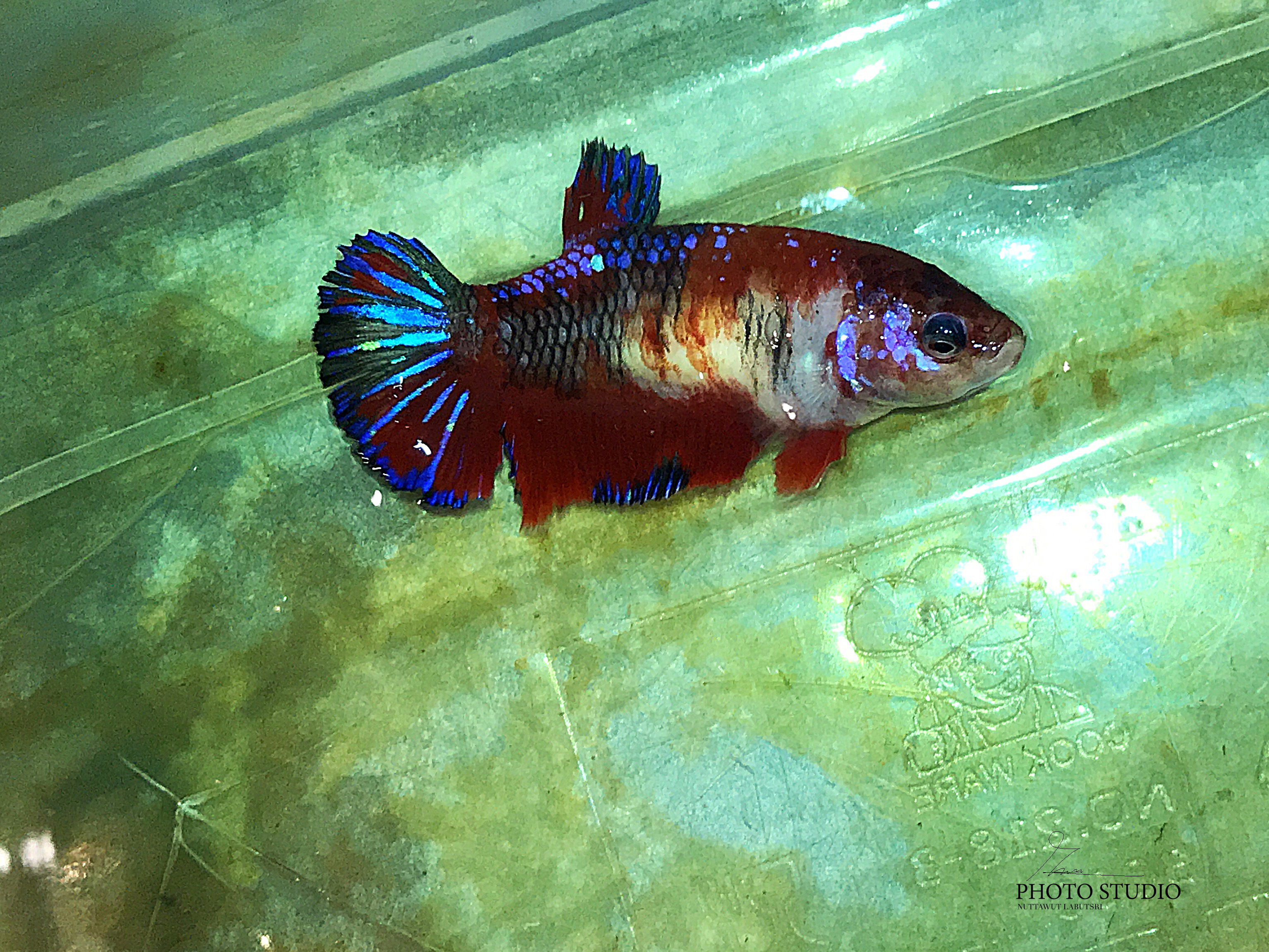 "ตัวเมียไข่เต็มท้องพร้อมผสม"ปลากัดคัดเกรดครีบสั้น - Female Halfmoon Plakad Fancy Quality Grade