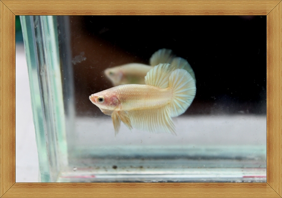 (ขายแล้วครับ)ปลากัดครีบสั้น - Halfmoon Plakats GOLD