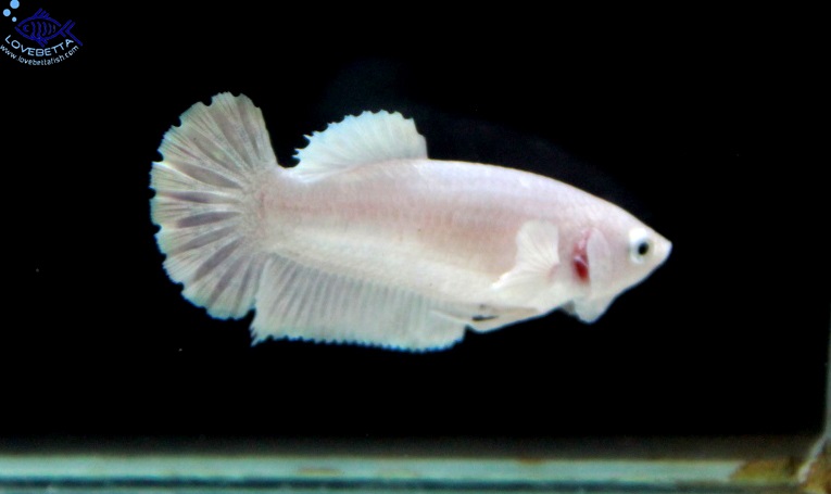 (ขายแล้วครับ)"คัดเกรด"ปลากัดครีบสั้นตัวเมีย-Female Halfmoon Plakats White Platinum