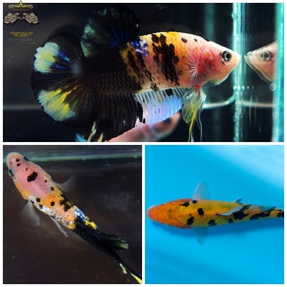 (ขายแล้วครับ)"คัดเกรด"ปลากัดครีบสั้น-Halfmoon Plakats Fancy Yellow Black Koi