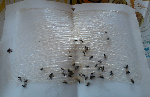 กาวเหนียวดักแมลง (ชนิดแผ่น ) 100 แผ่น