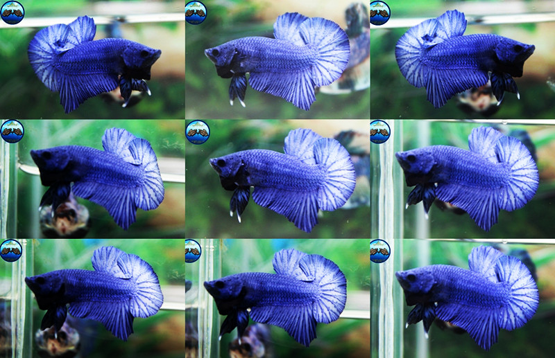 (ขายแล้วครับ)"คัดเกรด"ปลากัดครีบสั้น-Halfmoon Plakats Super Blue