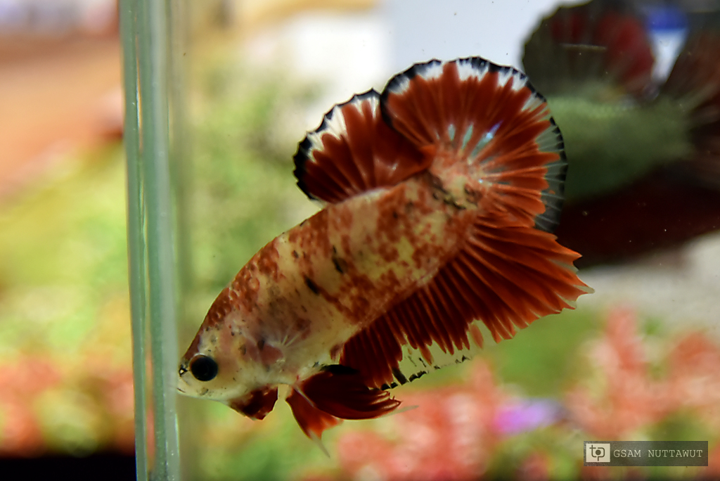 ปลากัดคัดเกรดครีบสั้น - Halfmoon Plakad Red Koi Marble Quality Grade