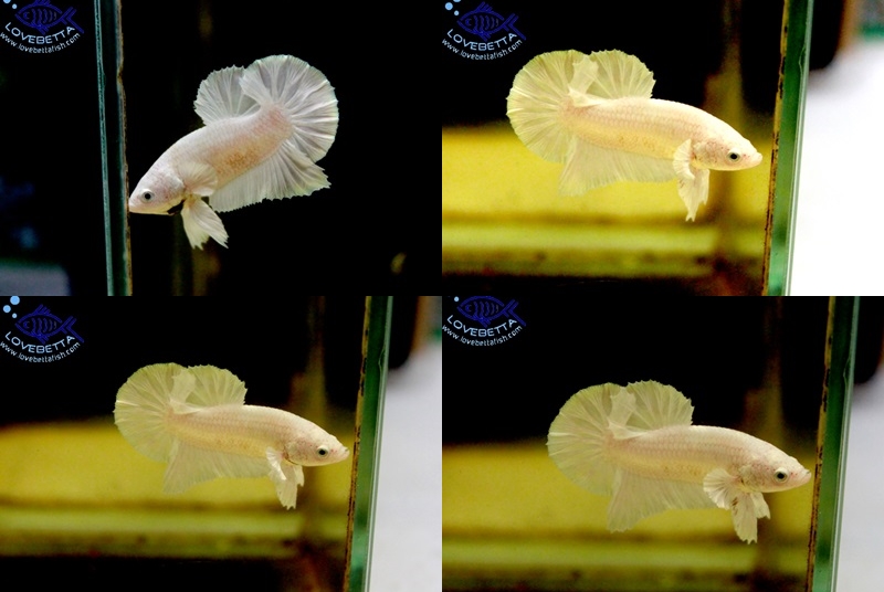 (ขายแล้วครับ)"คัดเกรด"ปลากัดครีบสั้น-Halfmoon Plakats Super White Platinum
