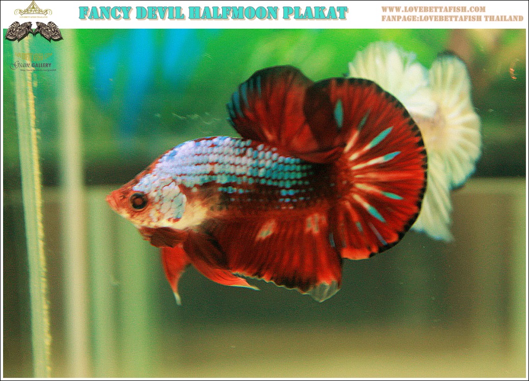 "คัดเกรด"ปลากัดครีบสั้น-Halfmoon Plakats Fancy Dragon Devil Short Body