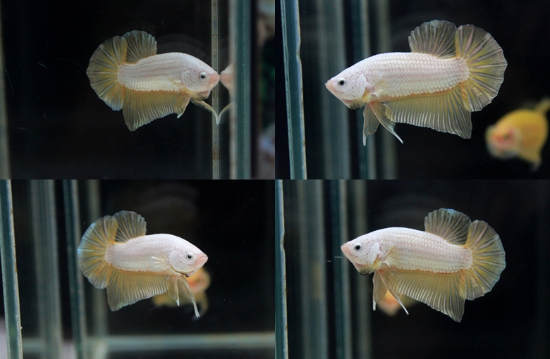 ตอนรับเทศกาล สงกรานต์ "คัดเกรด"ปลากัดครีบสั้น-Halfmoon Plakats Super GoldDragon เคลือบมิดถึงหัว