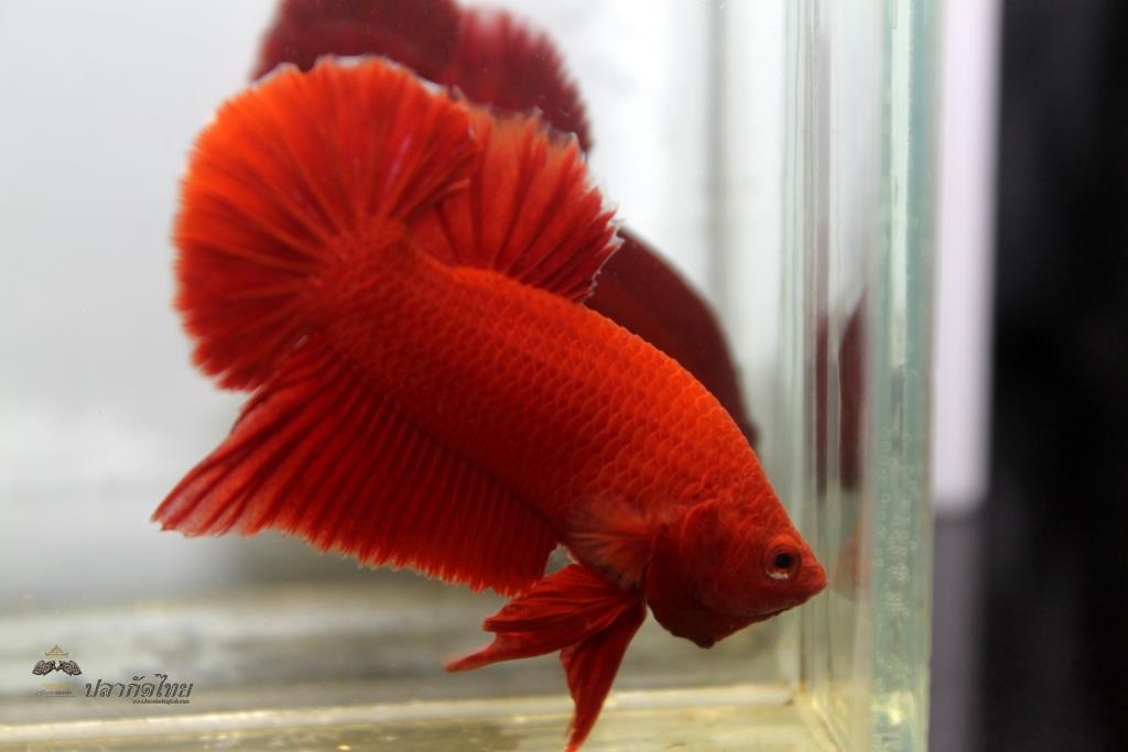 ปลากัดคัดเกรดครีบสั้น - Halfmoon Plakad Super Red Quality Grade