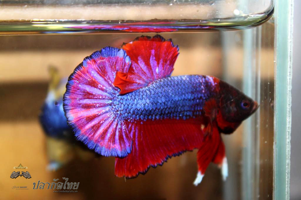 ปลากัดคัดเกรดครีบ - Halfmoon Plakad Red Devil Monster Premium Quality Grade
