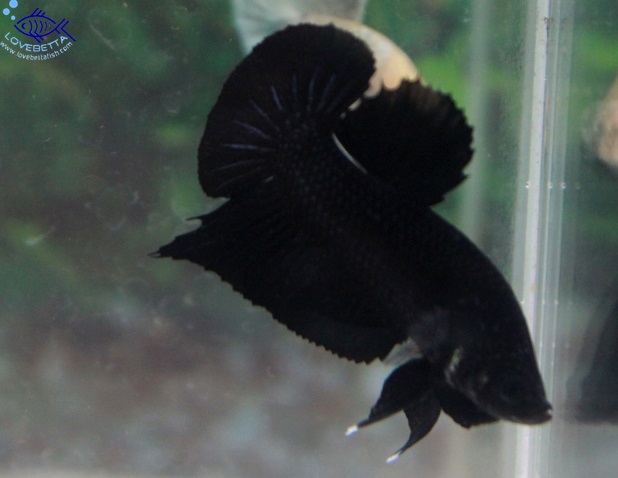 (ขายแล้วครับ)"คัดเกรด"ปลากัดครีบสั้น-Halfmoon Plakats Super Black