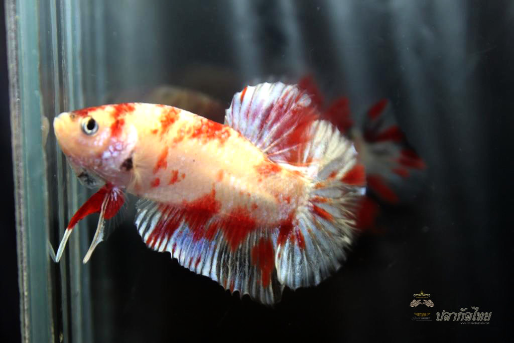 ปลากัดคัดเกรดครีบสั้น - Halfmoon Plakad Fancy Koi Quality Grade