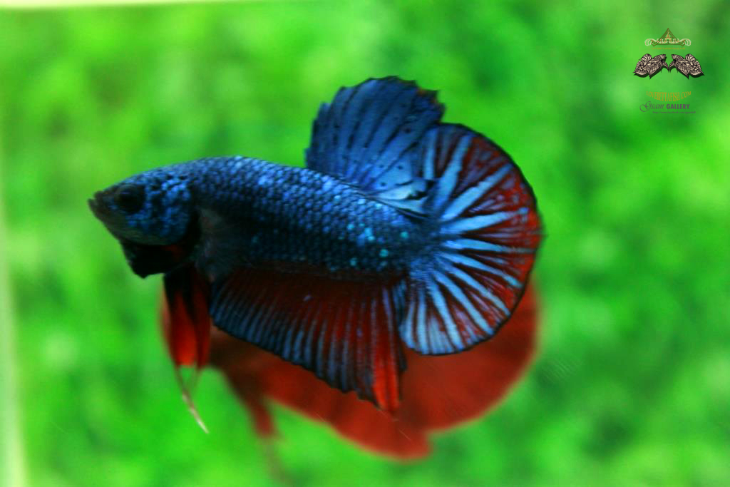 ปลากัดคัดเกรดครีบสั้น - Halfmoon Plakad Fancy Dragon Quality Grade