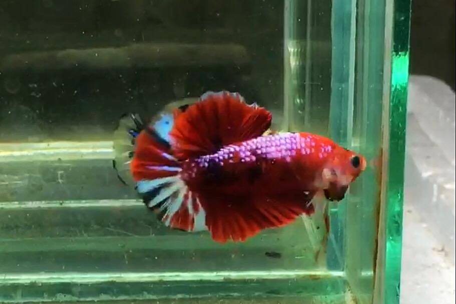 ปลากัดคัดเกรดครีบสั้น - Halfmoon Plakad Fancy Dragon Quality Grade