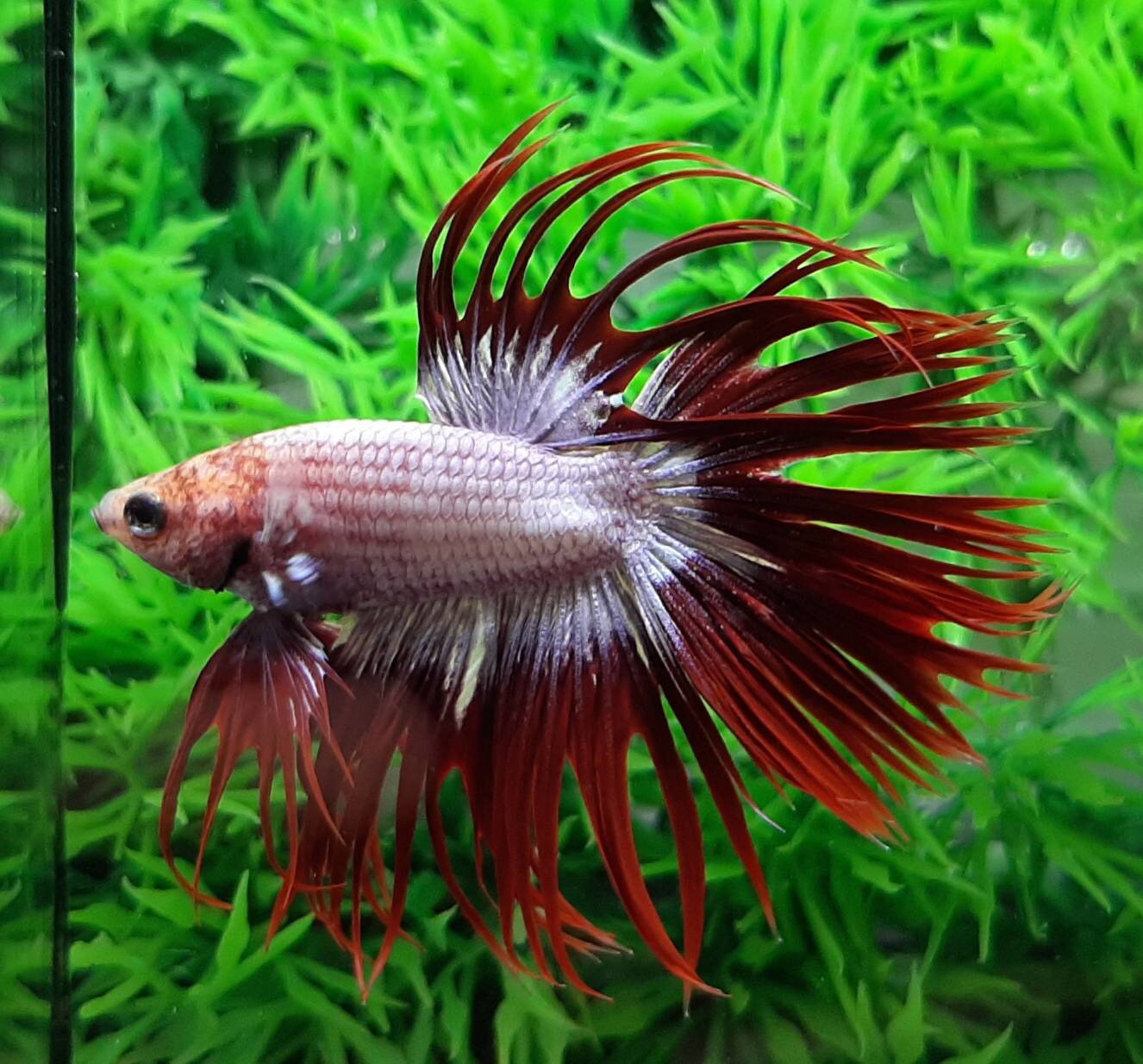 ปลากัดครีบยาวหางมงกุฎ-Crowntails Fancy Colors Premium Quality Grade