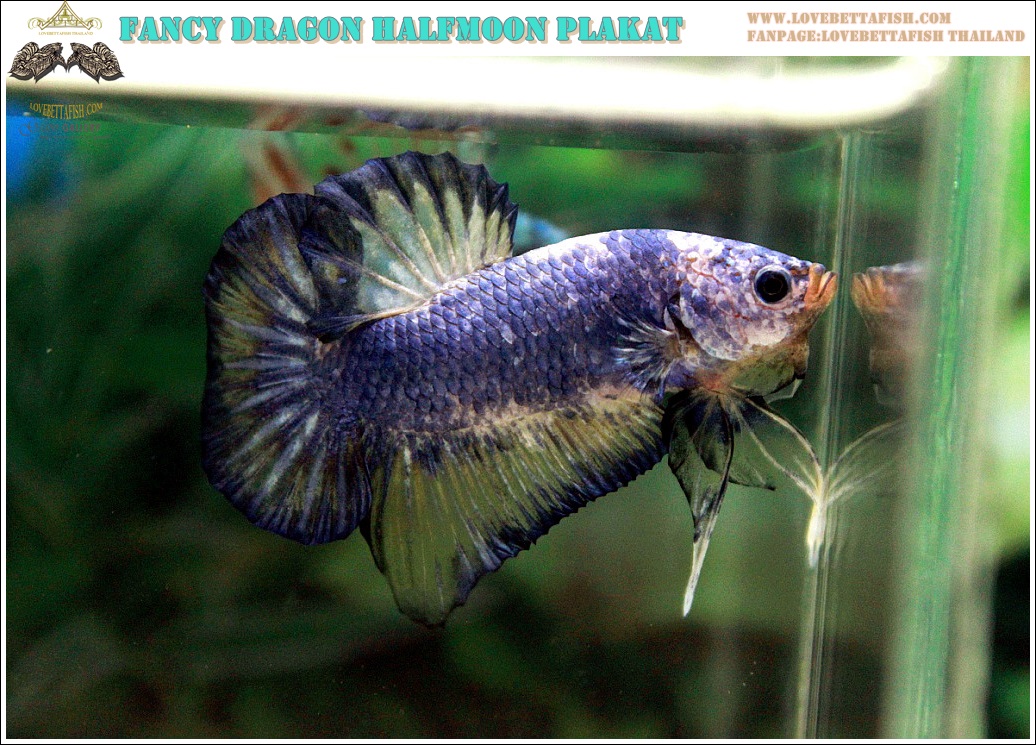 (ขายแล้วครับ)"คัดเกรด"ปลากัดครีบสั้น-Halfmoon Plakats Fancy Dragon