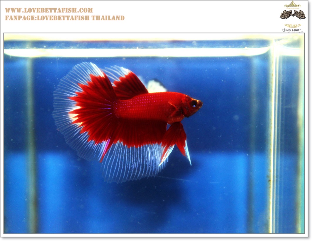 คัดเกรดปลากัดครีบยาว-Halfmoon Red Butterfy Nice Grade