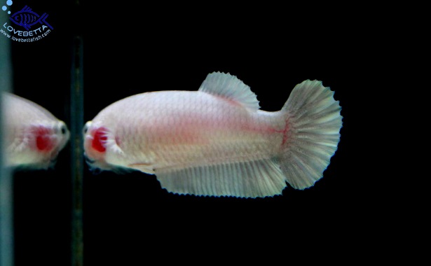 (ขายแล้วครับ)"คัดเกรด"ปลากัดครีบสั้นตัวเมีย-Halfmoon Plakats Female White Platinum