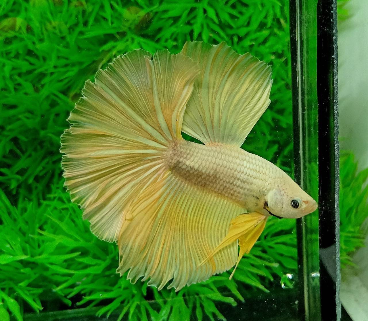ปลากัดคัดเกรดครีบยาว - Halfmoon Yellow Gold Colors Premium Quality Grade