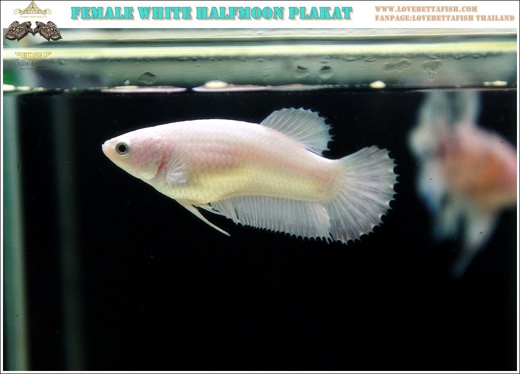 (ขายแล้วครับ)ปล่อยตัวเมียอีกแล้ว"คัดเกรด"ปลากัดครีบสั้น-Halfmoon Plakats White Platinum