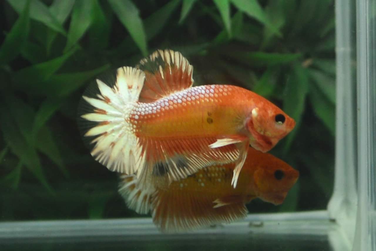 ปลากัดคัดเกรดครีบสั้น - Halfmoon Plakad Fancy Orange Premium Quality Grade