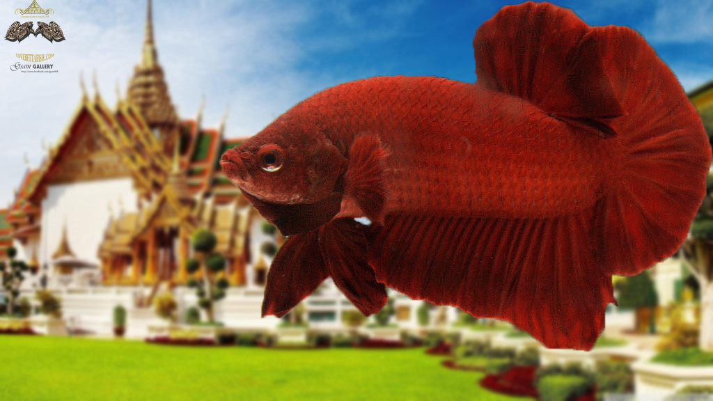 (ขายแล้วครับ)"คัดเกรด"ปลากัดครีบสั้นพ่อพันธุ์-Halfmoon Plakats Super Red Grade A