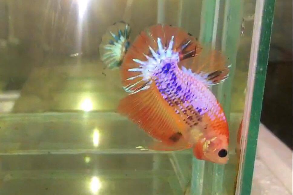ปลากัดคัดเกรดครีบสั้น - Halfmoon Plakad Fancy Dragon Quality Grade