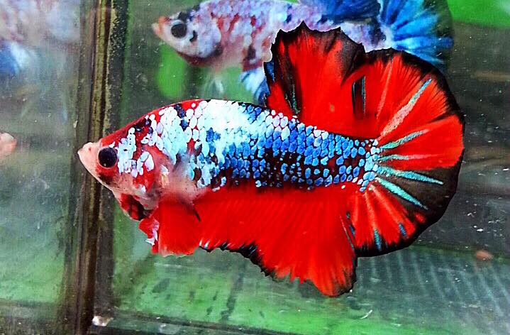 ปลากัดแฟนซีโค่ยกาแลคซี ปลากัดคัดเกรดครีบสั้น - Halfmoon Plakad Fancy Galaxy Premium Quality Grade
