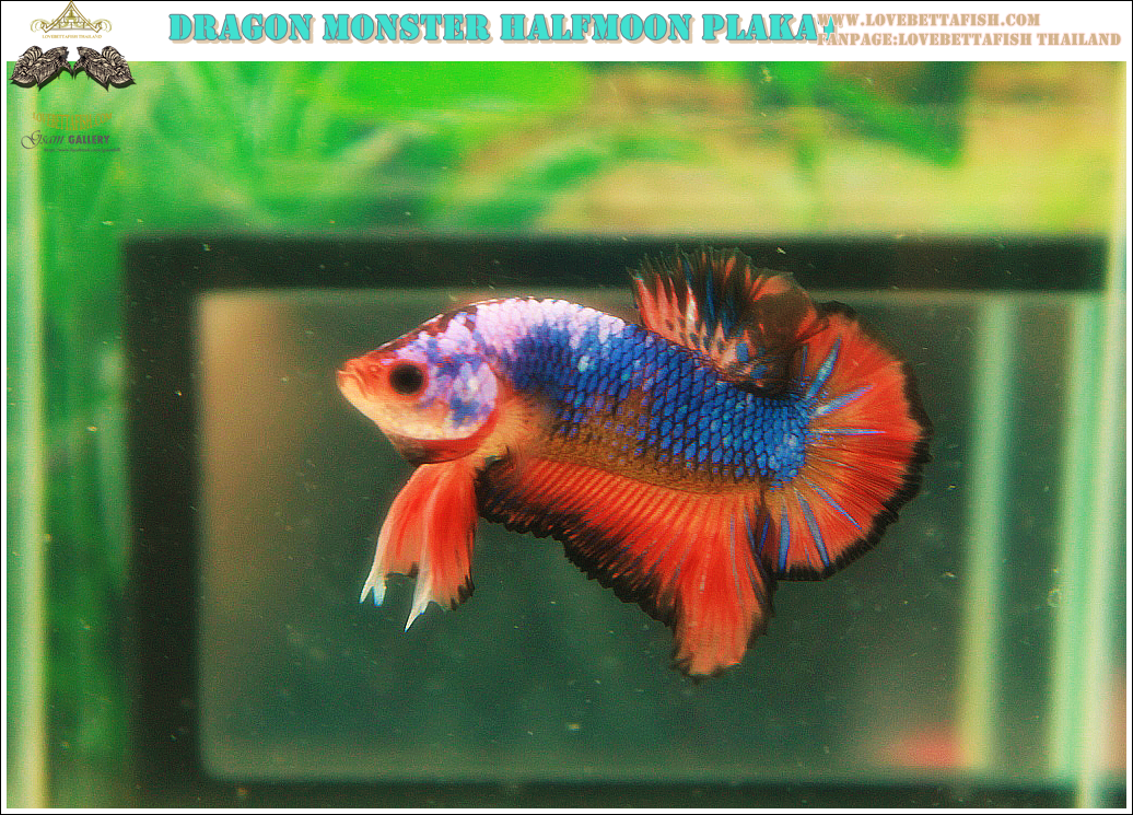 (ขายแล้วครับ)"คัดเกรด"ปลากัดครีบสั้น-Halfmoon Plakats Fancy Dragon Orange Monster