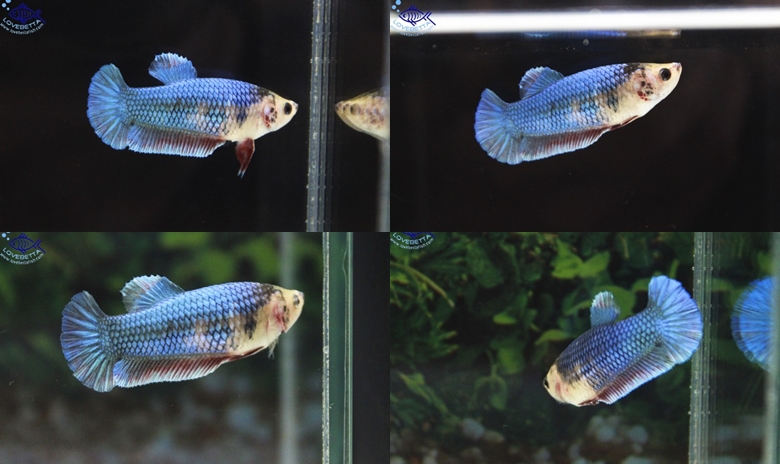 (ขายแล้วครับ)"คัดเกรด"ปลากัดครีบสั้นตัวเมีย-Halfmoon Plakats Fancy